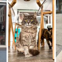 Happy Cat Cafe
