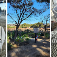 Vega Vineyard and Farm